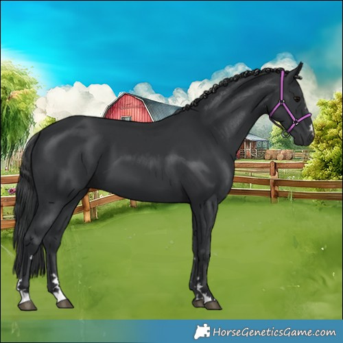 Horse Color:Black 