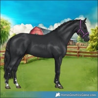 Horse Color:Black 