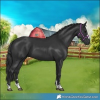 Horse Color:Black 