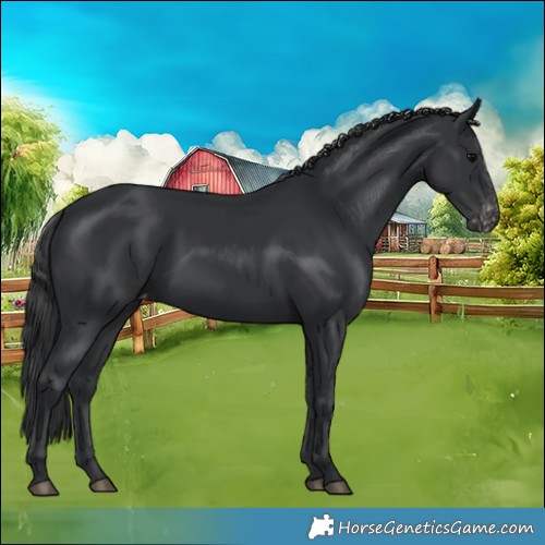 Horse Color:Black Appaloosa 