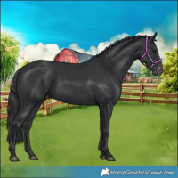 Horse Color:Black Appaloosa 