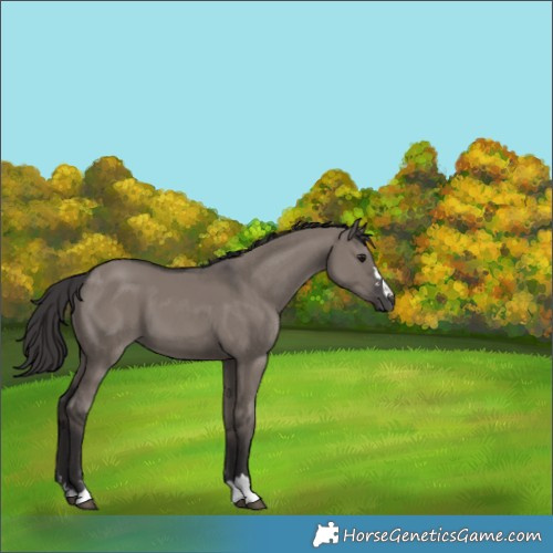 Horse Color:Smoky Grullo