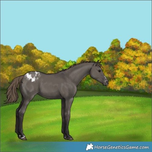 Horse Color:Smoky Grullo Appaloosa