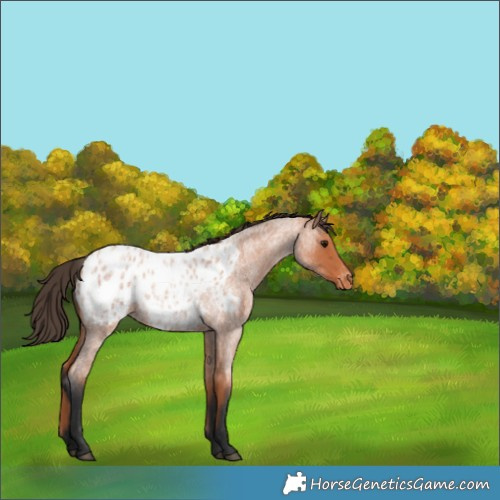 Horse Color:Bay Roan Appaloosa