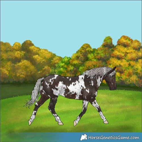 Horse Color:White Spotted Silver Bay 