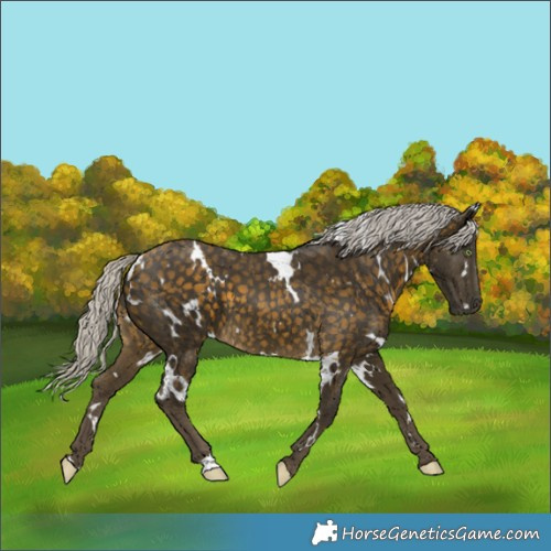 Horse Color:White Spotted Silver Buckskin 