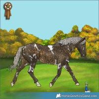 Horse Color:White Spotted Silver Buckskin 