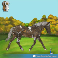 Horse Color:White Spotted Silver Buckskin 