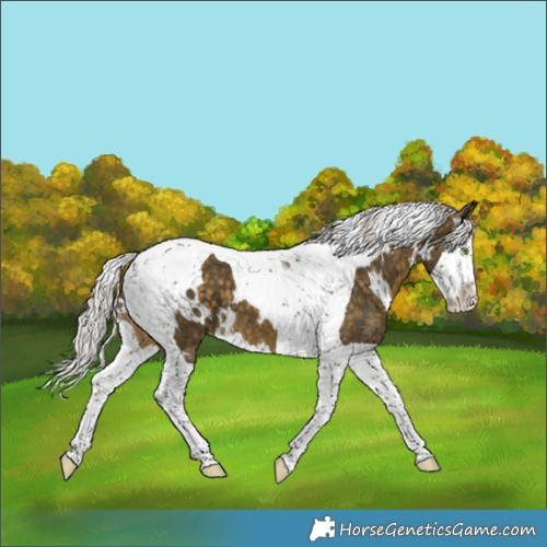 Horse Color:White Spotted Silver Buckskin Splash Tobiano 