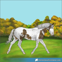 Horse Color:White Spotted Silver Buckskin Splash Tobiano