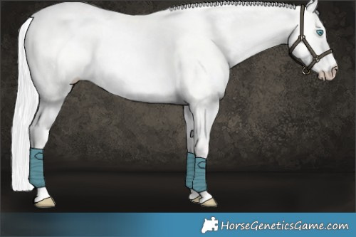 Horse Color:Silver Perlino Dun