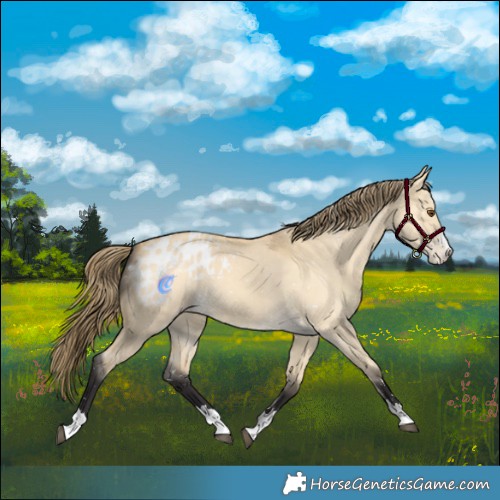 Horse Color:Buckskin Dun Appaloosa 