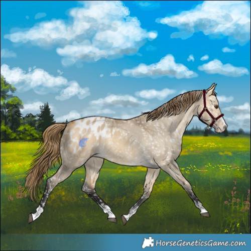 Horse Color:Buckskin Dun Appaloosa 