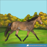 Horse Color:Buckskin 