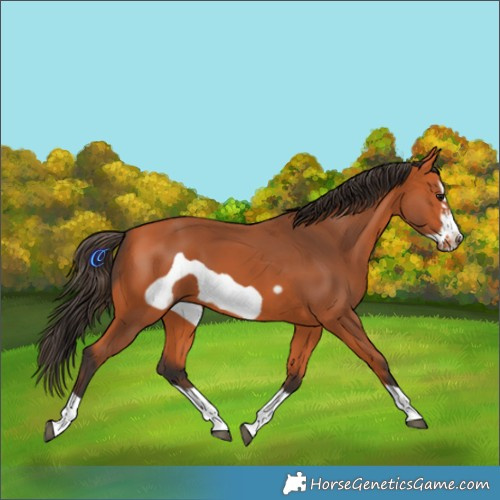 Horse Color:Bay Frame 