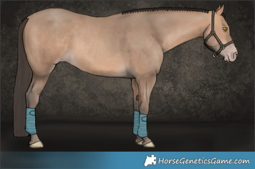 Horse Color:Amber Champagne