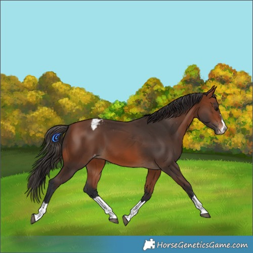 Horse Color:Bay Appaloosa