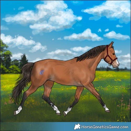 Horse Color:Bay 