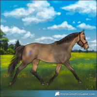 Horse Color:Buckskin 