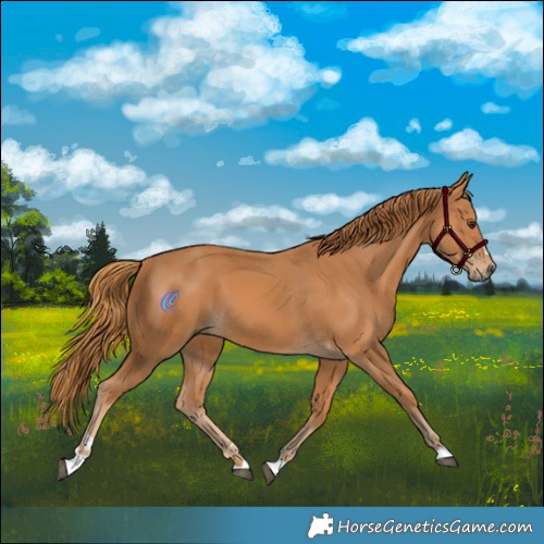 Horse Color:Chestnut 