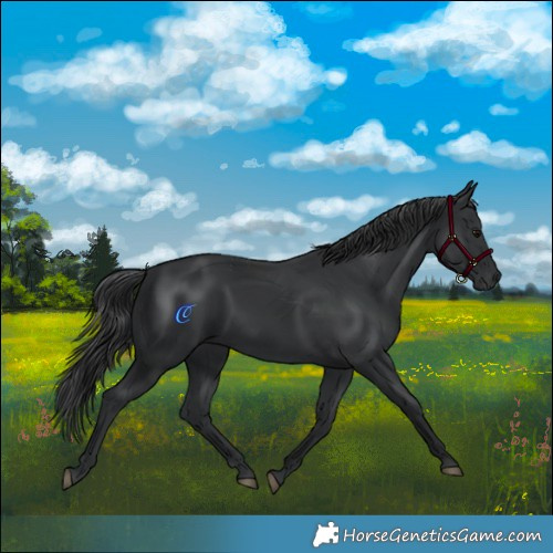 Horse Color:Black 