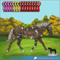 Horse Color:White Spotted Silver Buckskin