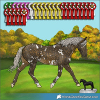 Horse Color:White Spotted Silver Buckskin