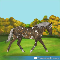 Horse Color:White Spotted Silver Buckskin 