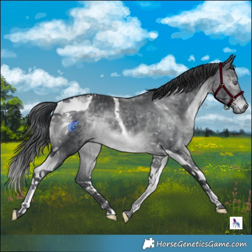 Horse Color:Brown Chinchilla Tobiano