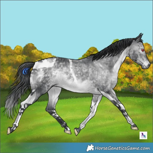 Horse Color:Brown Chinchilla Tobiano