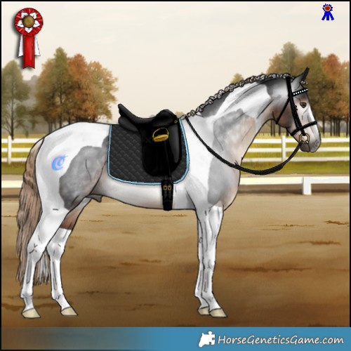 Horse Color:Gray Liver Chestnut Tobiano Rabicano 