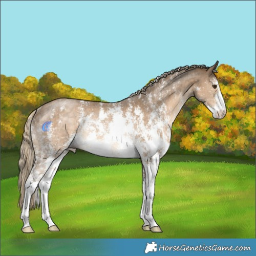 Horse Color:Chocolate Palomino Sabino Rabicano