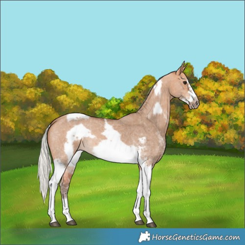 Horse Color:Silver Bay Dun Sabino Tobiano Frame Rabicano
