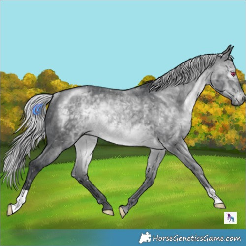 Horse Color:Silver Brown Chinchilla Rabicano 