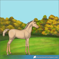 Horse Color:Red Dun