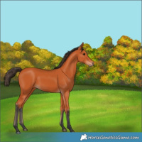 Horse Color:Bay 