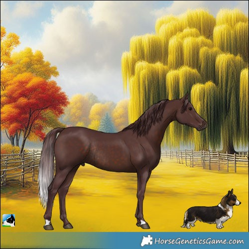 Horse Color:Chocolate Brown Rabicano