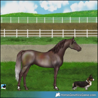 Horse Color:Chocolate Brown Rabicano 