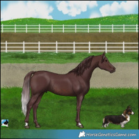 Horse Color:Chocolate Brown Rabicano