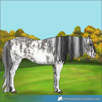 Horse Color:Grullo Sabino 
