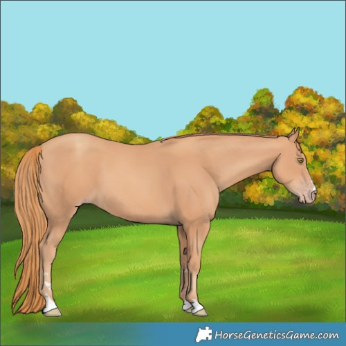 Horse Color:Gold Champagne 