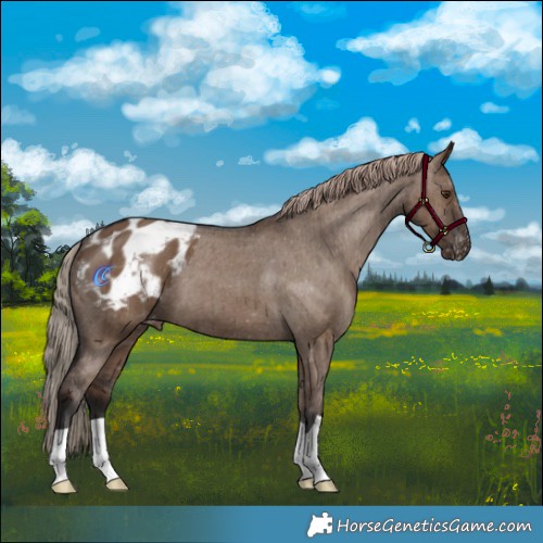 Horse Color:Liver Red Dun Appaloosa Brindle 