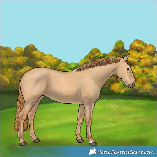 Horse Color:Red Dun 