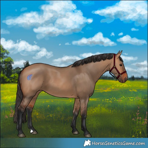 Horse Color:Bay Dun 