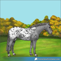 Horse Color:Black Appaloosa Rabicano