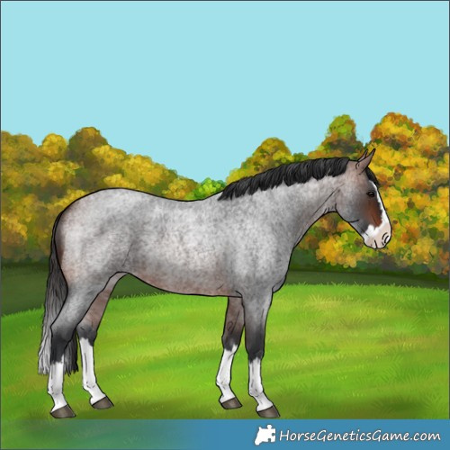 Horse Color:Bay Roan Splash 