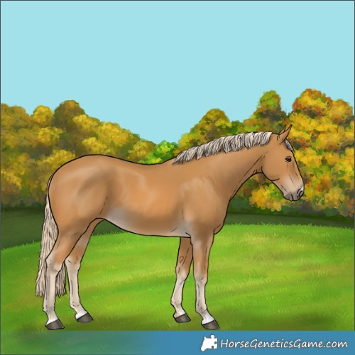 Horse Color:Palomino 