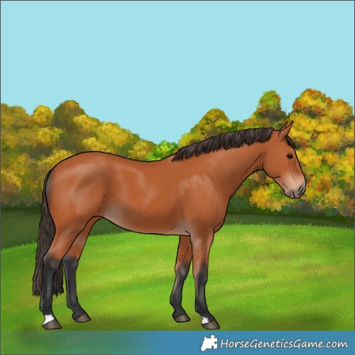 Horse Color:Bay 