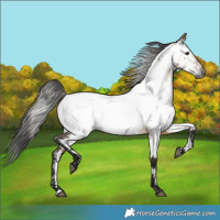 Horse Color:Gray Bay Dun Near Fewspot 