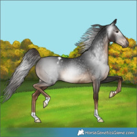Horse Color:Gray Liver Chestnut Appaloosa